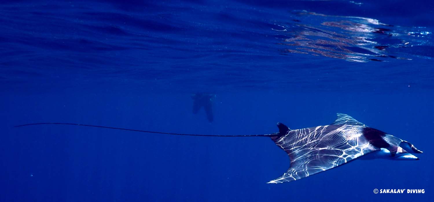 snorkeling with mobula ray in Madagascar